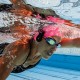 Lecteur MP3 FINIS Duo Underwater 